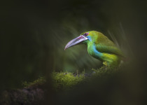 Crimson-rumped Toucan