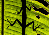 Equatorial Anole silhouette