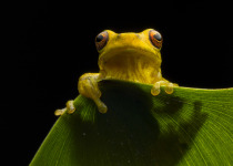 Executioner Clown Frog