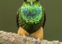 Peruvian Racket-tail