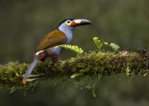 Plate-billed Mountain Toucan