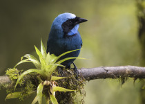Turquoise Jay