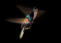 Velvet-purple Coronet