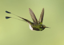 White-booted Racket-tail