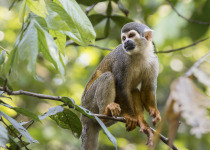 Squirrel Monkey