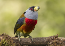 Toucan Barbet