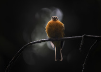 Cinnamon Flycatcher