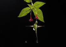 White-booted Racket-tail and flower