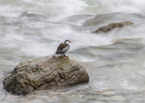 Torrent Duck