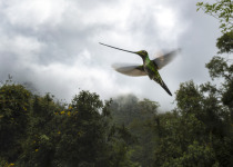 Sword-billed Hummingbird