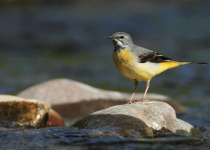 Gray Wagtail