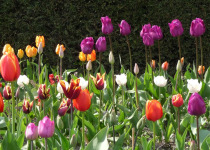 Great Dixter tulips