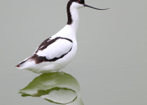 Pied Avocet