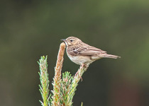 Tree Pipit