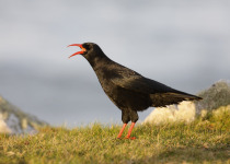 Chough