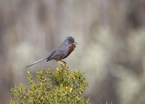 Dartford Warbler