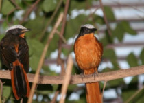 Janjanbureh and Georgetown Multi-Day Birding Safari with Yanks Manneh