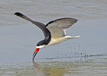 Black Skimmer