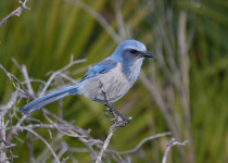 Florida Scrub Jay