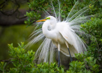Great White Egret