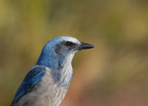 Florida Scrub Jay