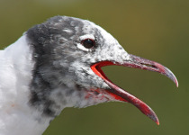 Laughing Gull