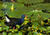 Purple Gallinule