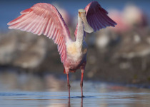 Roseate Spoonbill