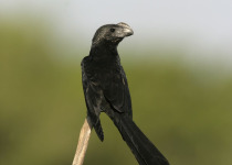 Smooth-billed Ani