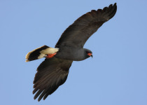 Snail Kite