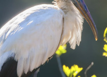Wood Stork