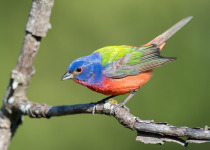 Painted Bunting