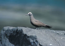 Brown Noddy