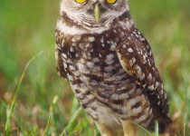 Burrowing owl (Athene cunicularia) adult at burrow, Cape Coral, Florida. The burrowing owl is a candidate for the endangered species list in the United States, and is considered endangered in some provinces of Canada as well.