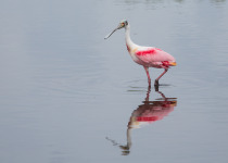 Roseate Spoonbill