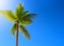 Palm tree and sun, tropical sunshine in the Caribbean.