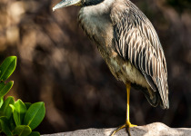 Yellow-crowned Night Heron, Nyctanassa violacea; Nycticorax violacea; Ding Darling National Wildlife Refuge, Sanibel Island, Florida