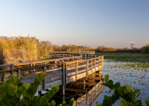 Anhinga Trail Boardwalk through the Everglades National Park, Florida, USA.
