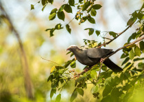 White-crowned pigeon, Florida