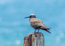 A brown noddy sits on an old dock piling at the dry tortugas national park