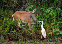 A Florida Key Deer at the edge of the woods.