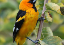Spot-breasted Oriole