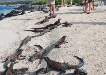 Iguanas in Galapagos