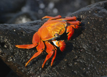 Sally Lightfoot Crab