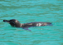 Galapagos Penguin