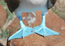 Blue-footed Booby feet