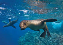 Galapagos sea lion (Zalophus wollebaeki) underwater at Champion Islet near Floreana Island in the Galapagos Island Archipeligo, Ecuador. Pacific Ocean.