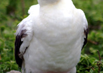 Red-footed Booby