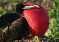 Frigatebird