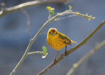 Galapagos Yellow Warbler